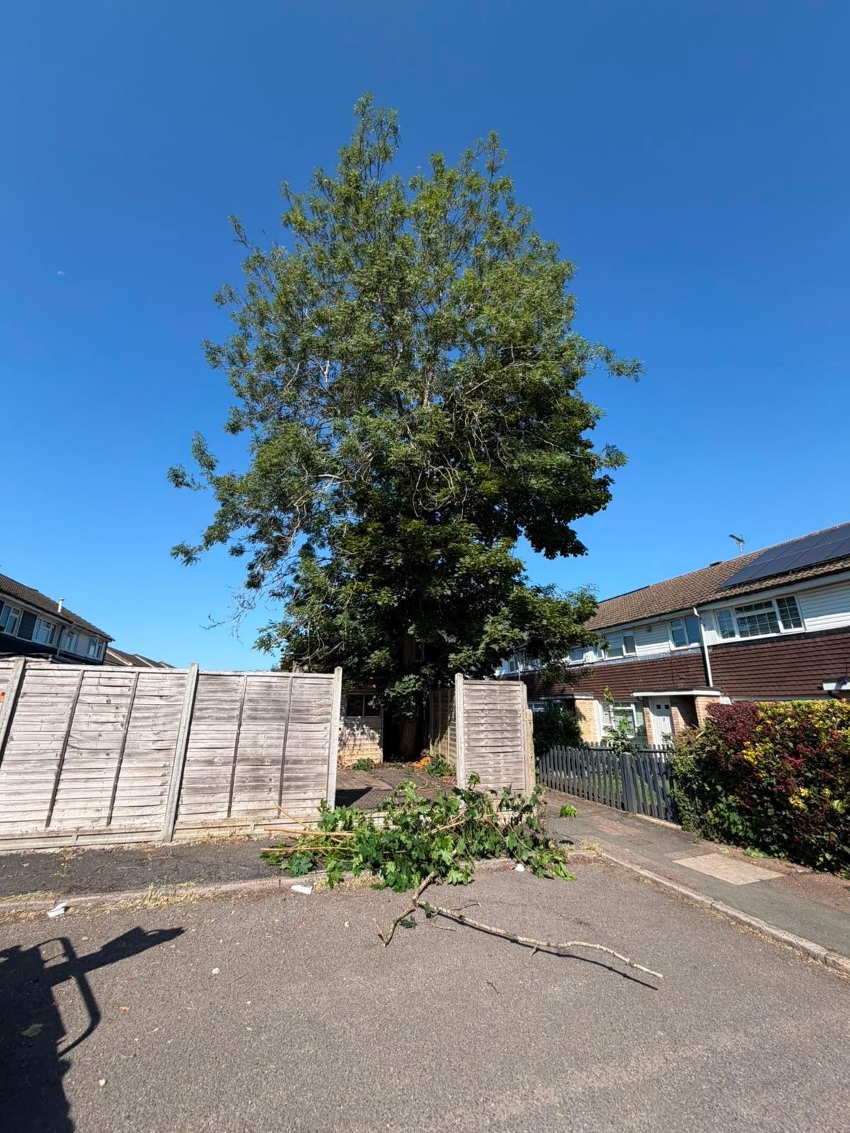 Mature tree between two houses prepared for controlled removal