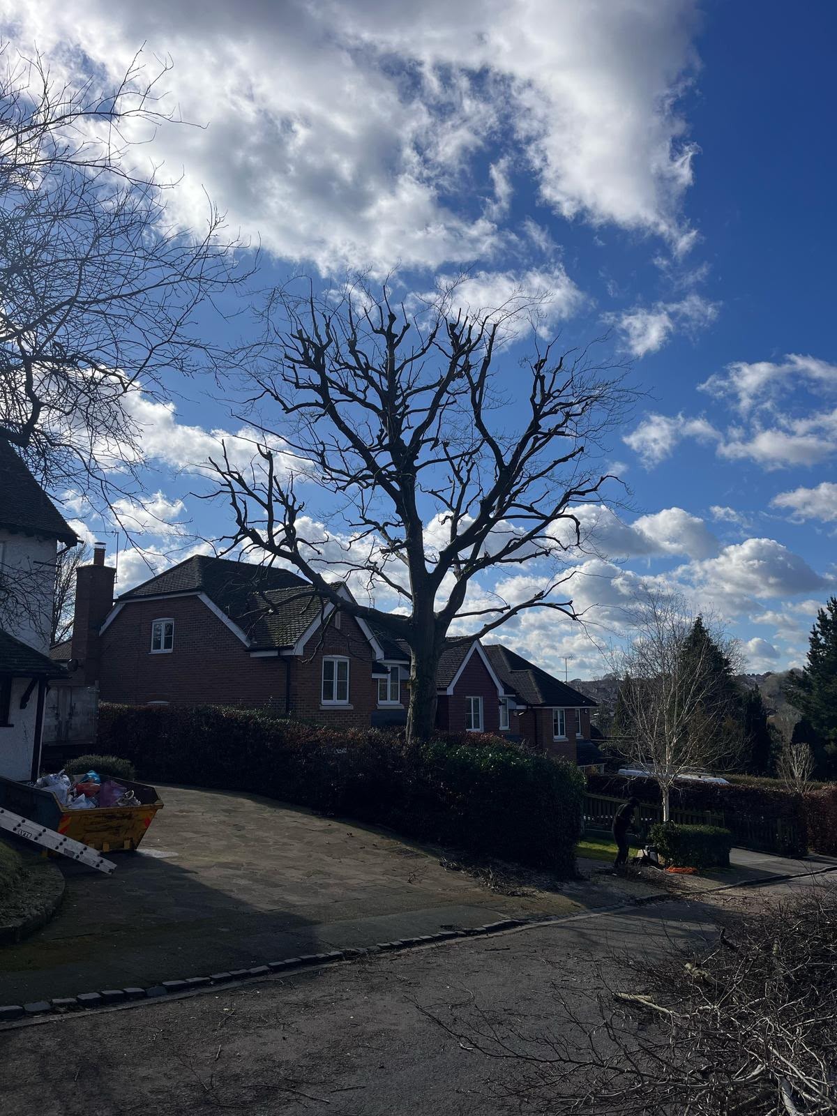 Mature deciduous tree after a hard pollard, branches cut back to stubs over a Buckinghamshire home