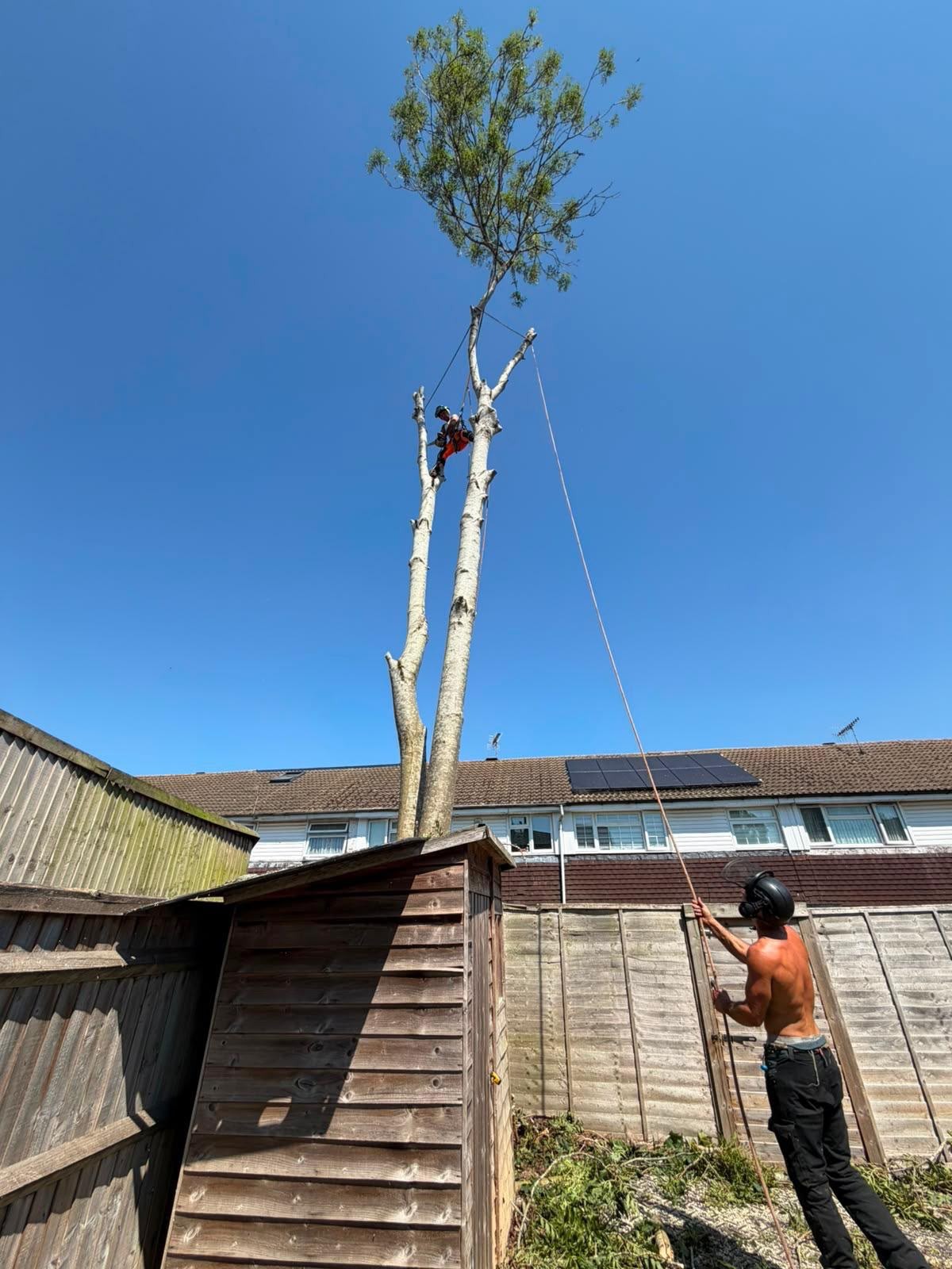 Climber near the top of a tall tree during a summer take-down