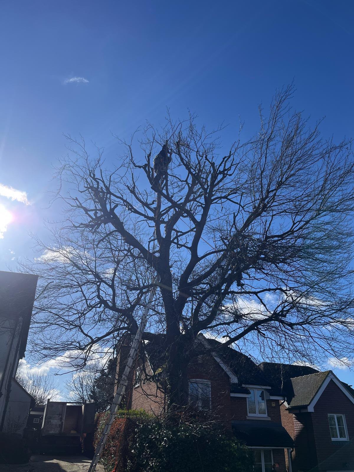 Tree surgeon reducing the crown of a large deciduous tree over a residential property
