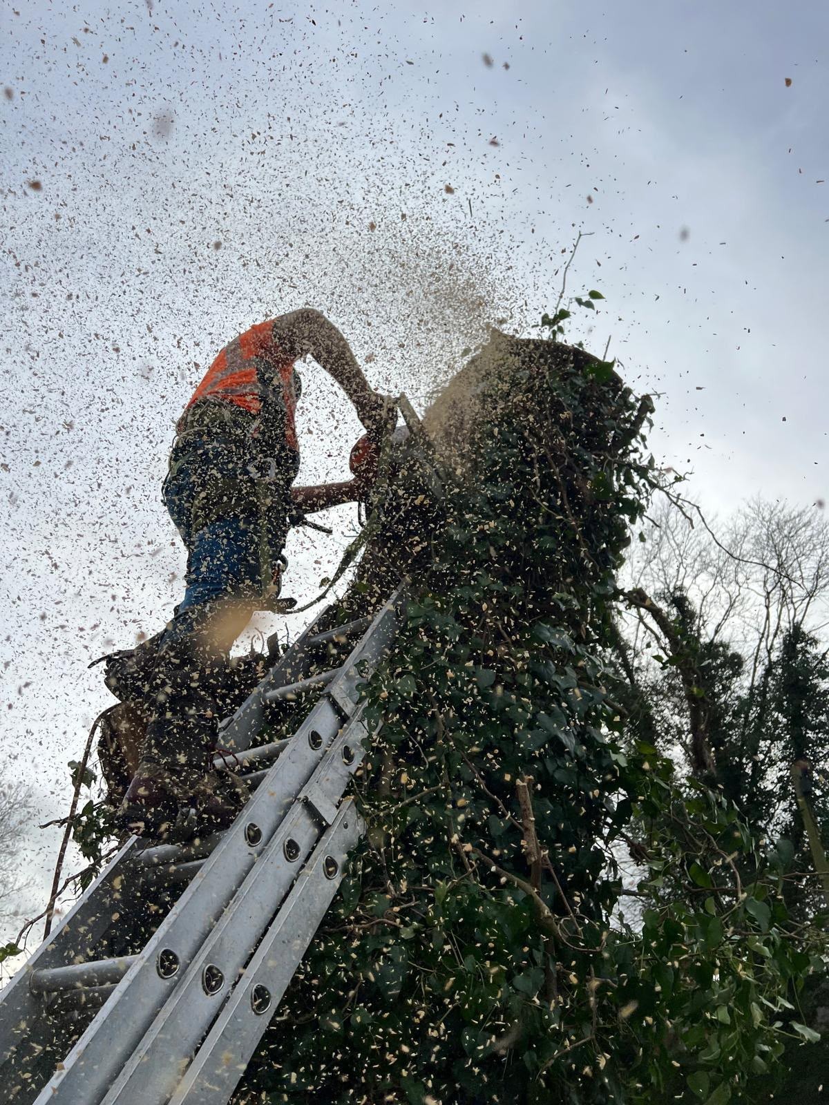 Climber sectionally dismantling an ivy-covered stem with a chainsaw while felling a mature tree in Buckinghamshire