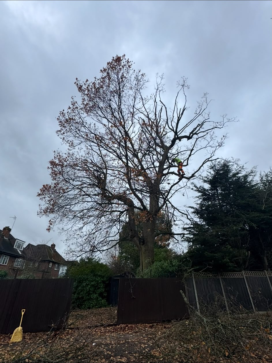 Arborist working high in a mature oak carrying out a canopy reduction