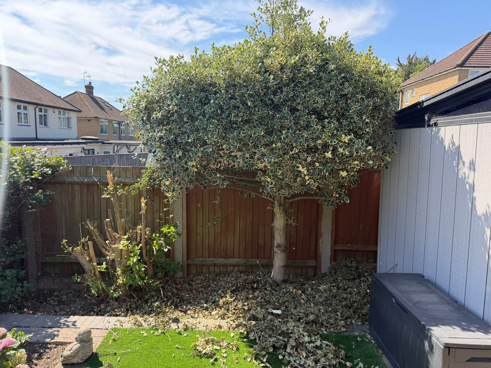 Neatly pruned variegated holly in a domestic Buckinghamshire garden after routine tree maintenance, arisings cleared to one side