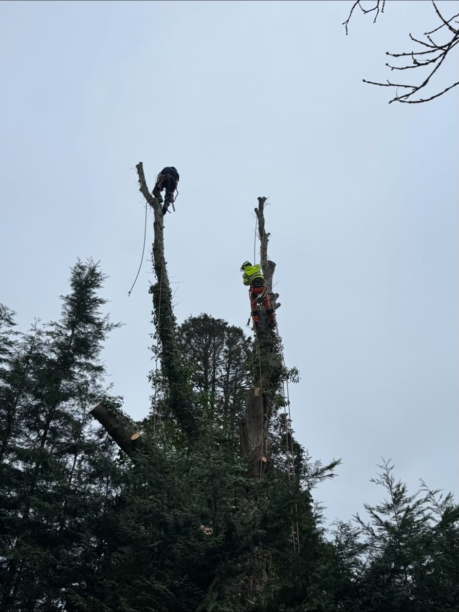 Two tree surgeons on adjacent stems finishing a removal