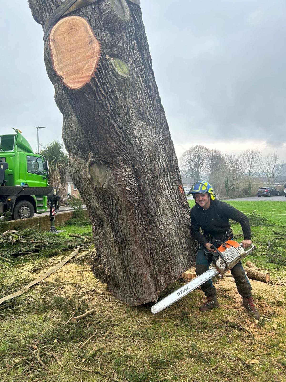 Tree surgeon beside a large pollarded trunk showing a fresh cut