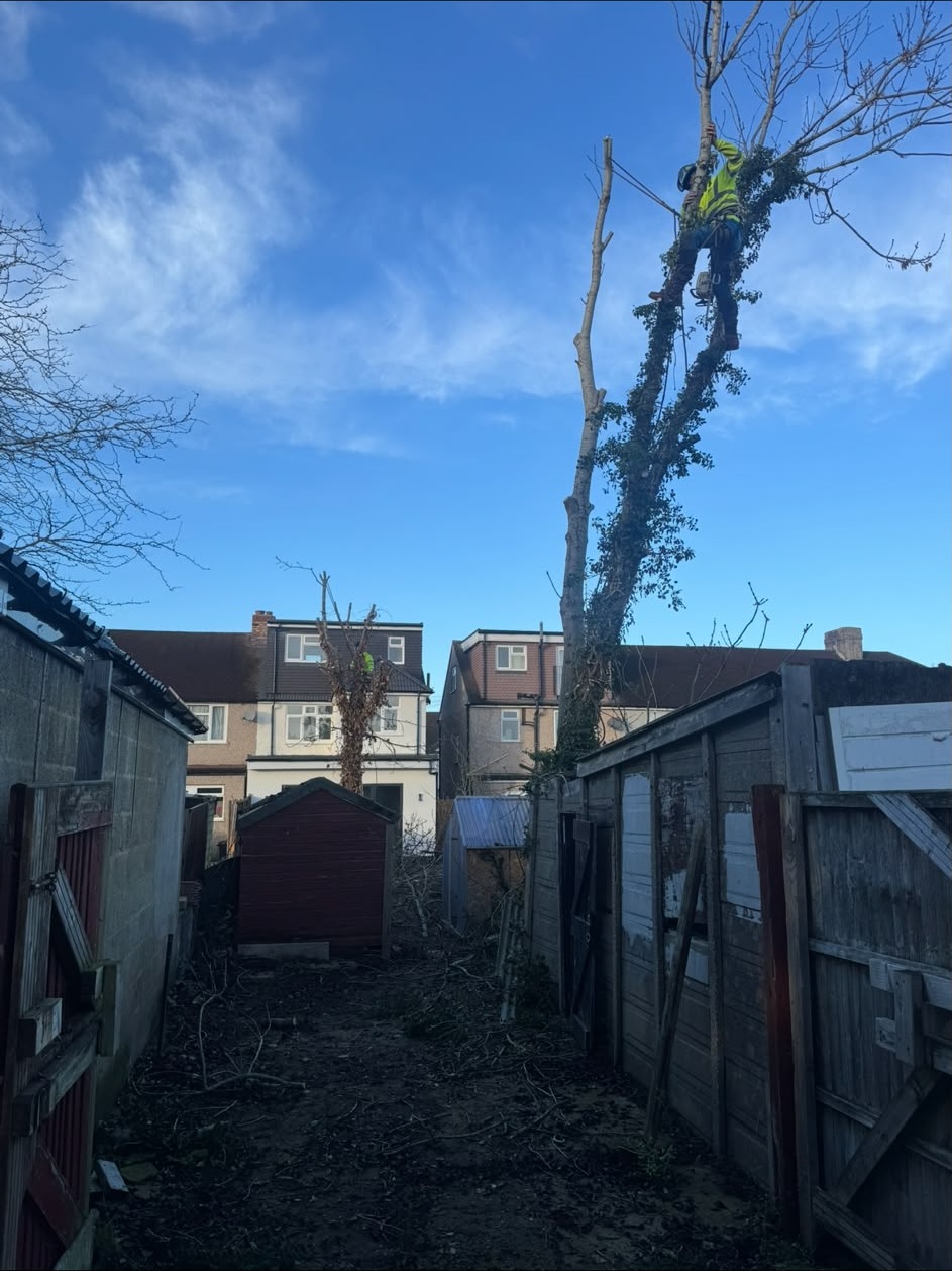 Tight-access tree removal between garden sheds