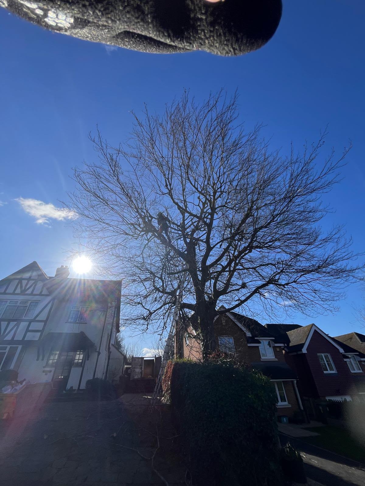 Climber high in a mature bare tree carrying out a crown reduction, sunburst behind the canopy