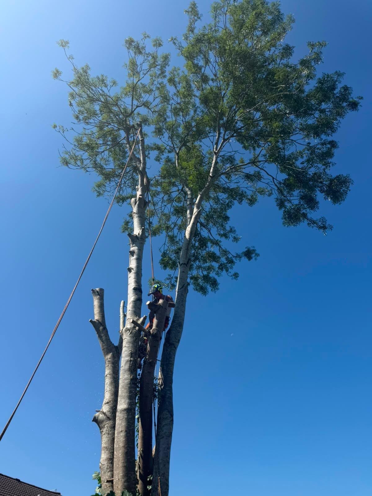 Climber high in a multi-stem ash during a sectional fell